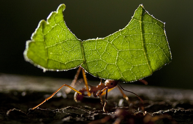 A leafcutter ant carries its leaf fragment across the soil.