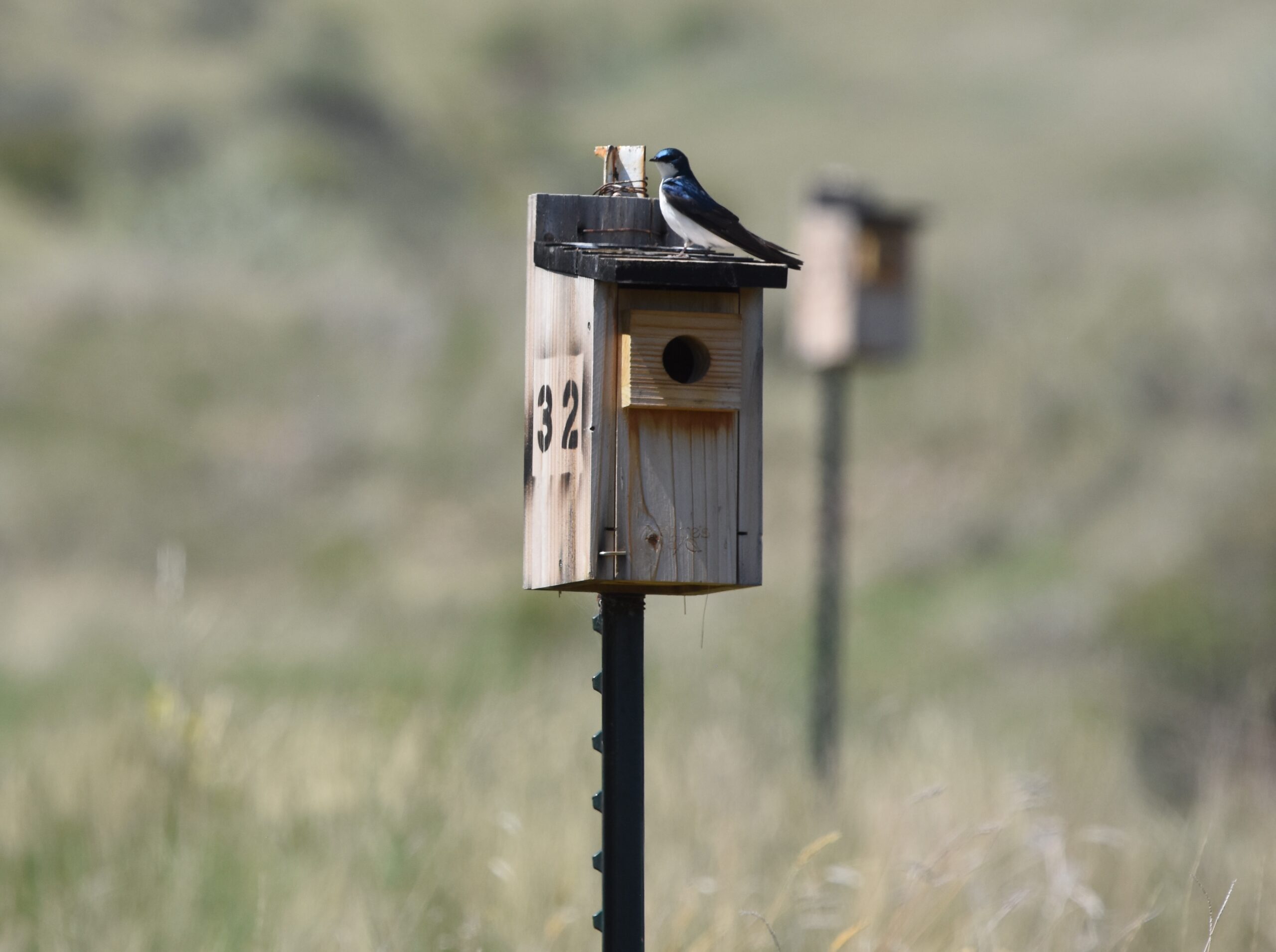 A bird, like those threatened by selenium in Montana, perches on a small wooden bird house in a grassy field.