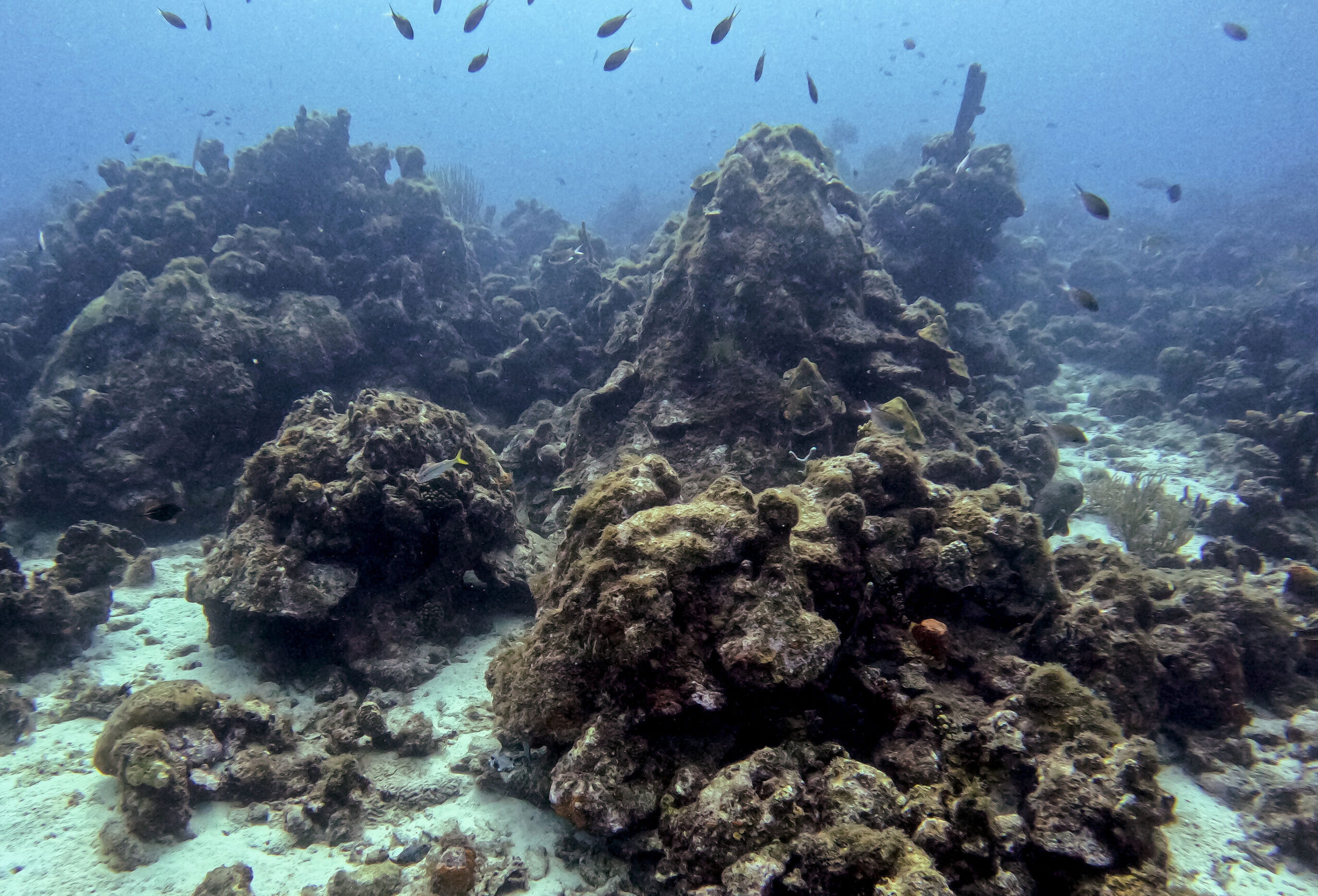 Coral reefs may succumb to erosion on a warmer planet – Scienceline