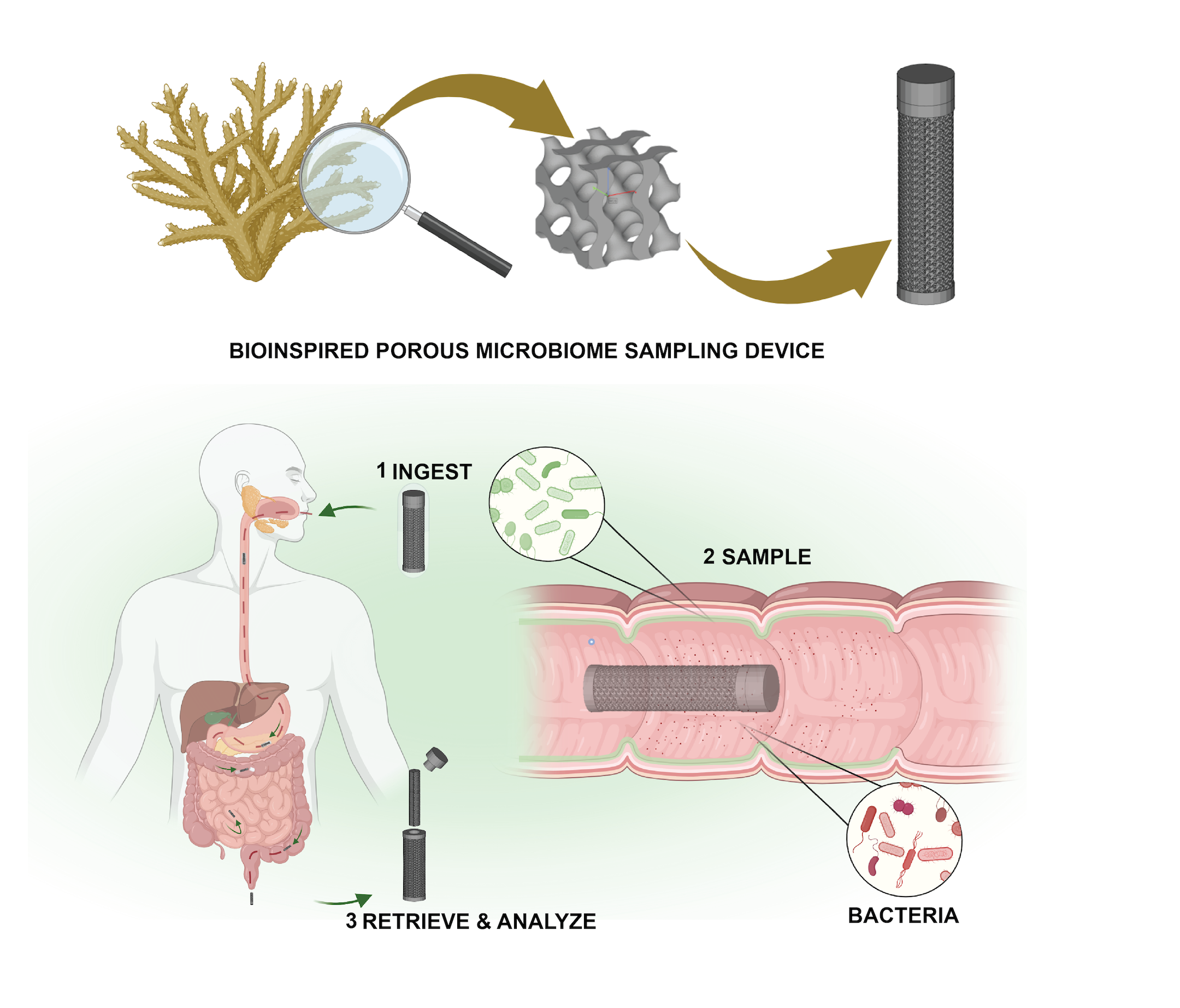 An image describing the function of a coral-inspired pill that is designed to pass through the small intestine.