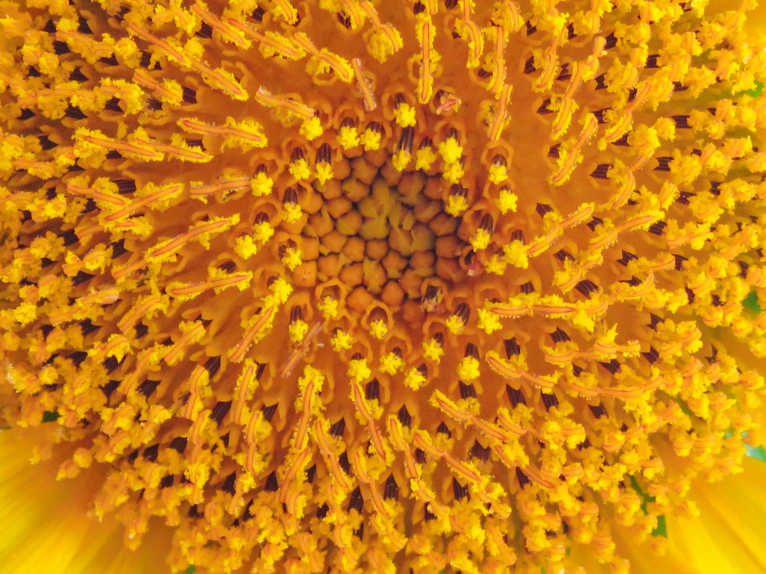 A close up image of the pollen in the center of a yellow flower.