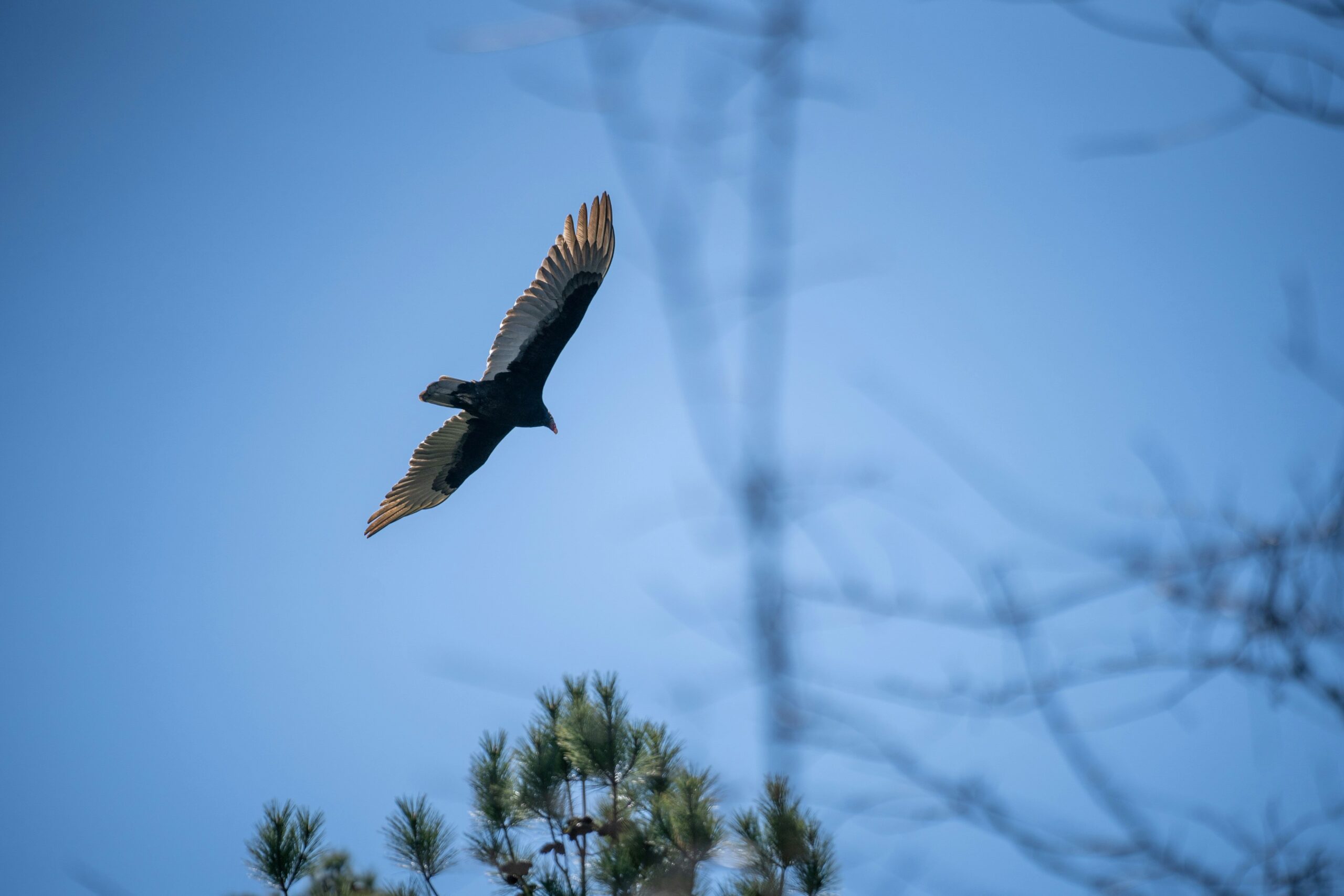 A large black vulture flies above trees across a blue sky.