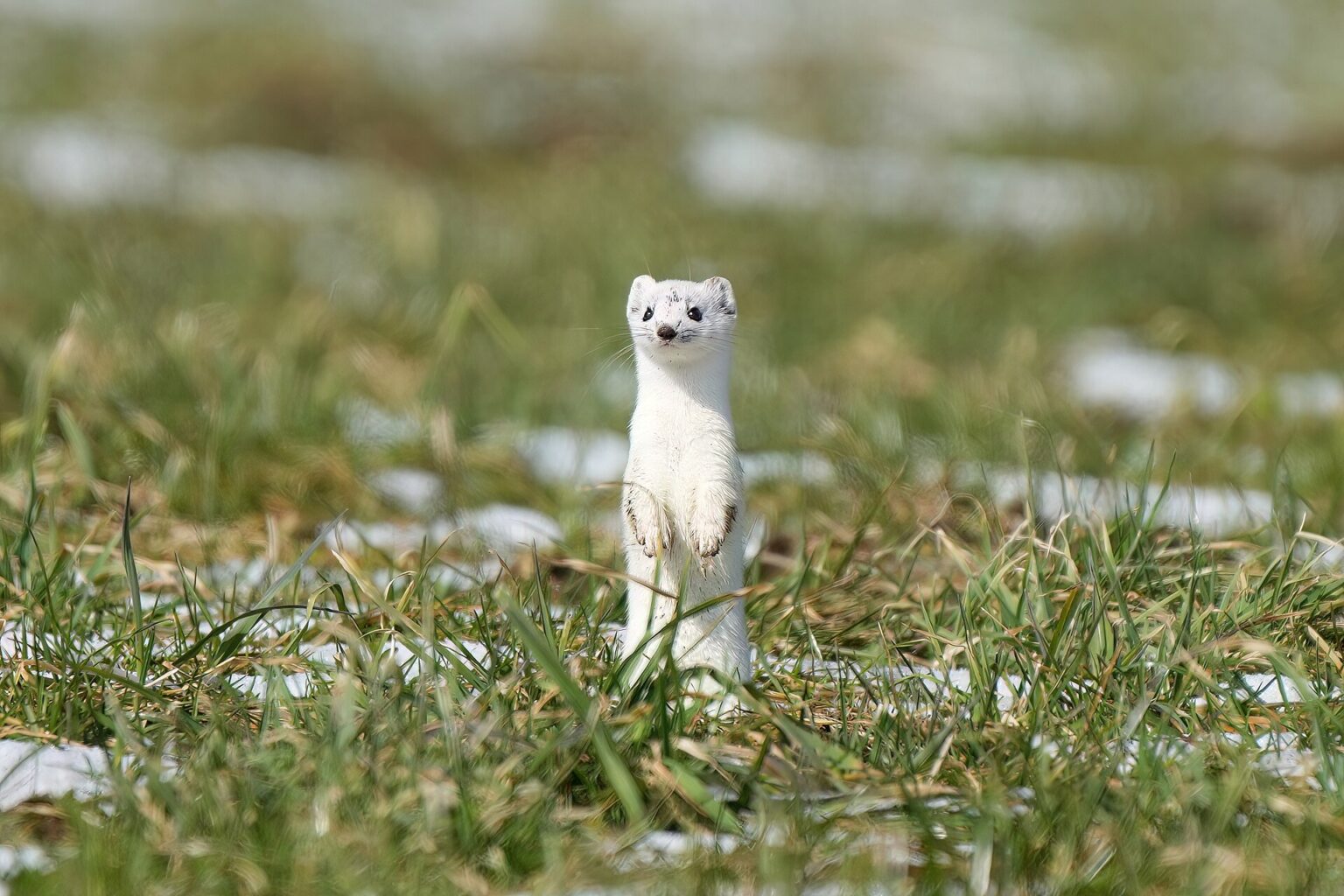 Stoat Defensive The Olympics are over. But the mascot stoats still face climate change ...