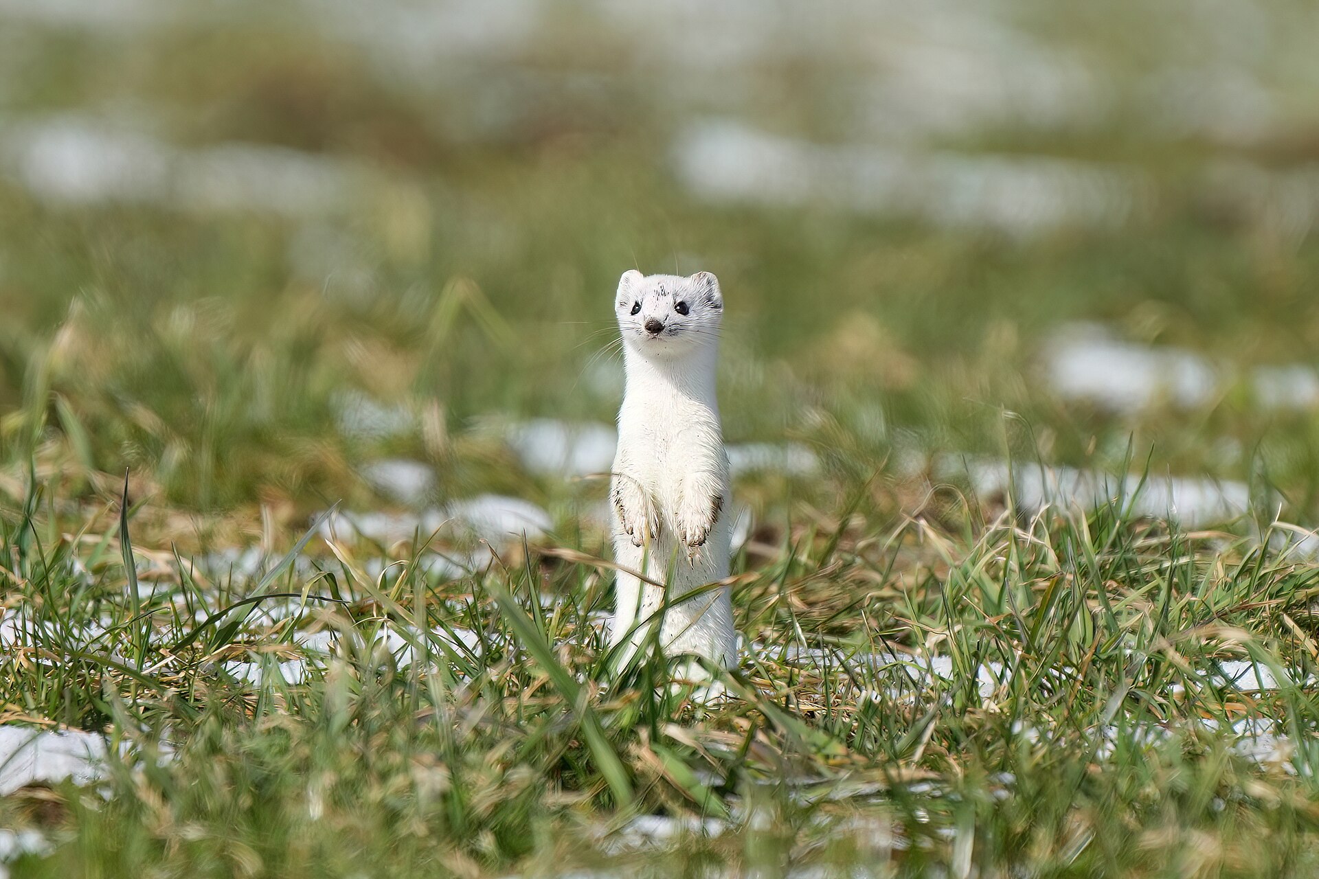 A white stoat stands upright among patches of green grass.