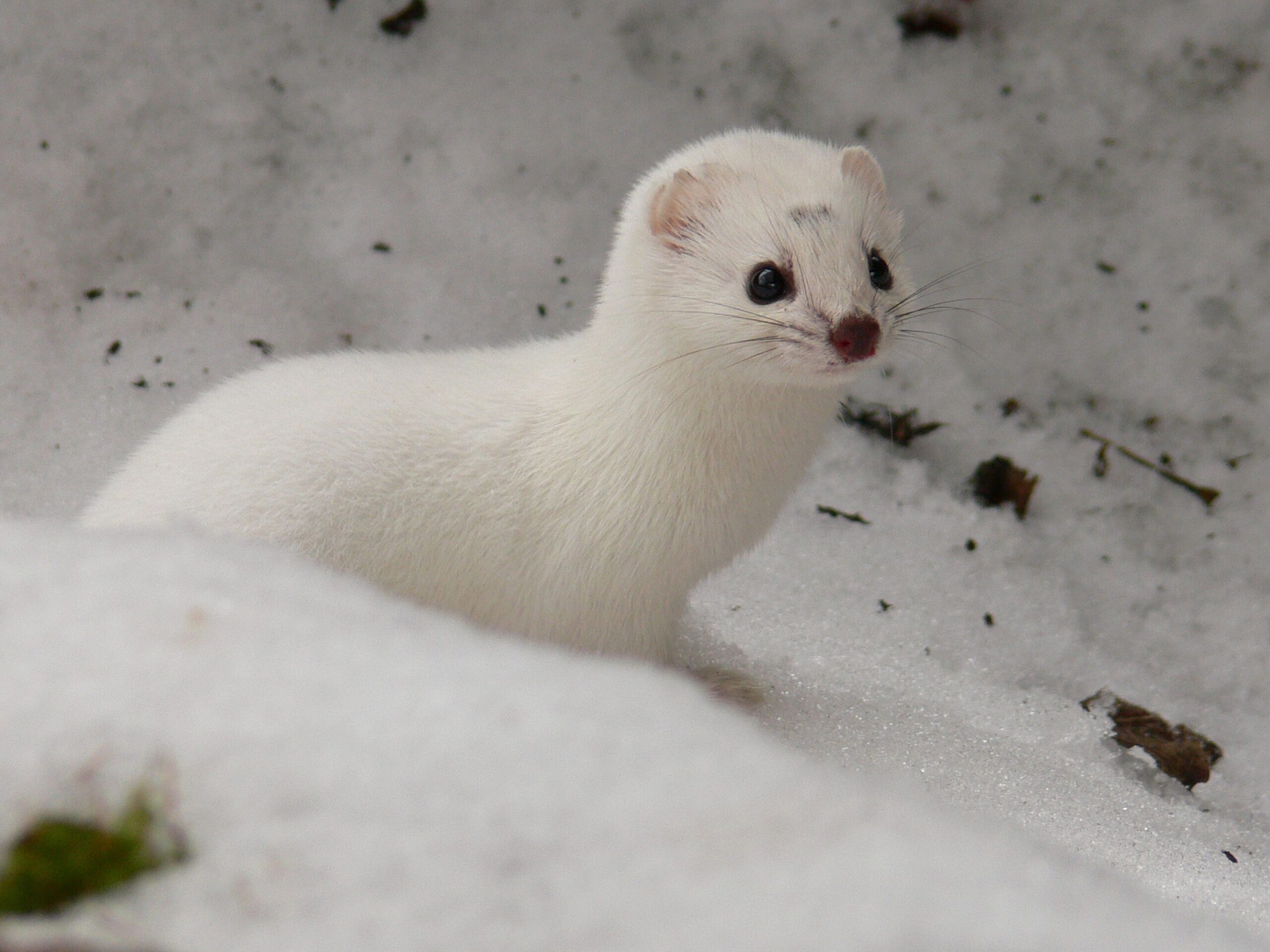 A small white weasel blends into a snowy landscape.