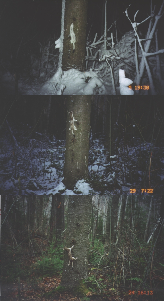 Camera trap images showing three stoats—two brown and one white—clinging to tree trunks.