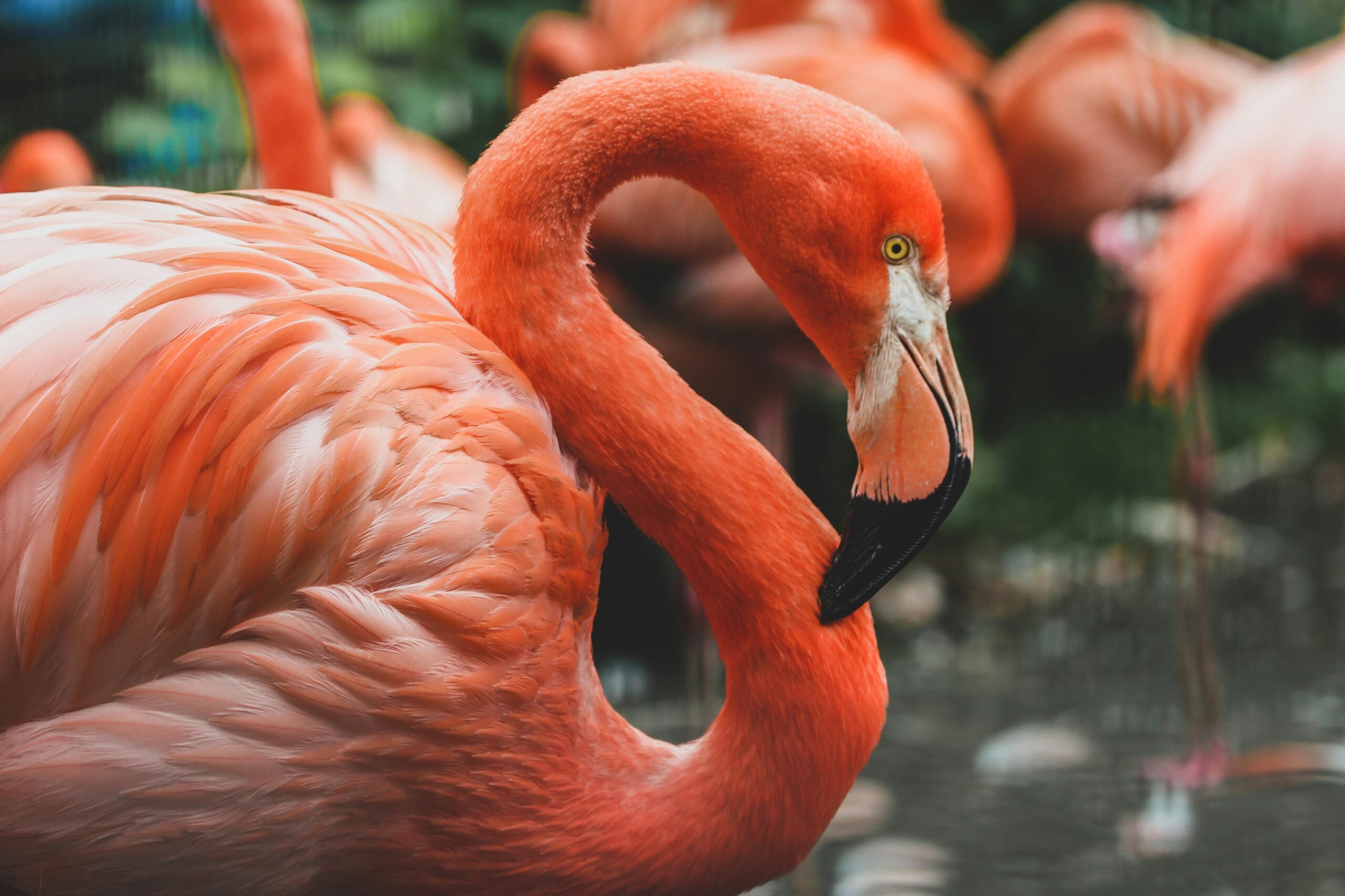 The pink feathers of a flamingo stand out against a natural background.