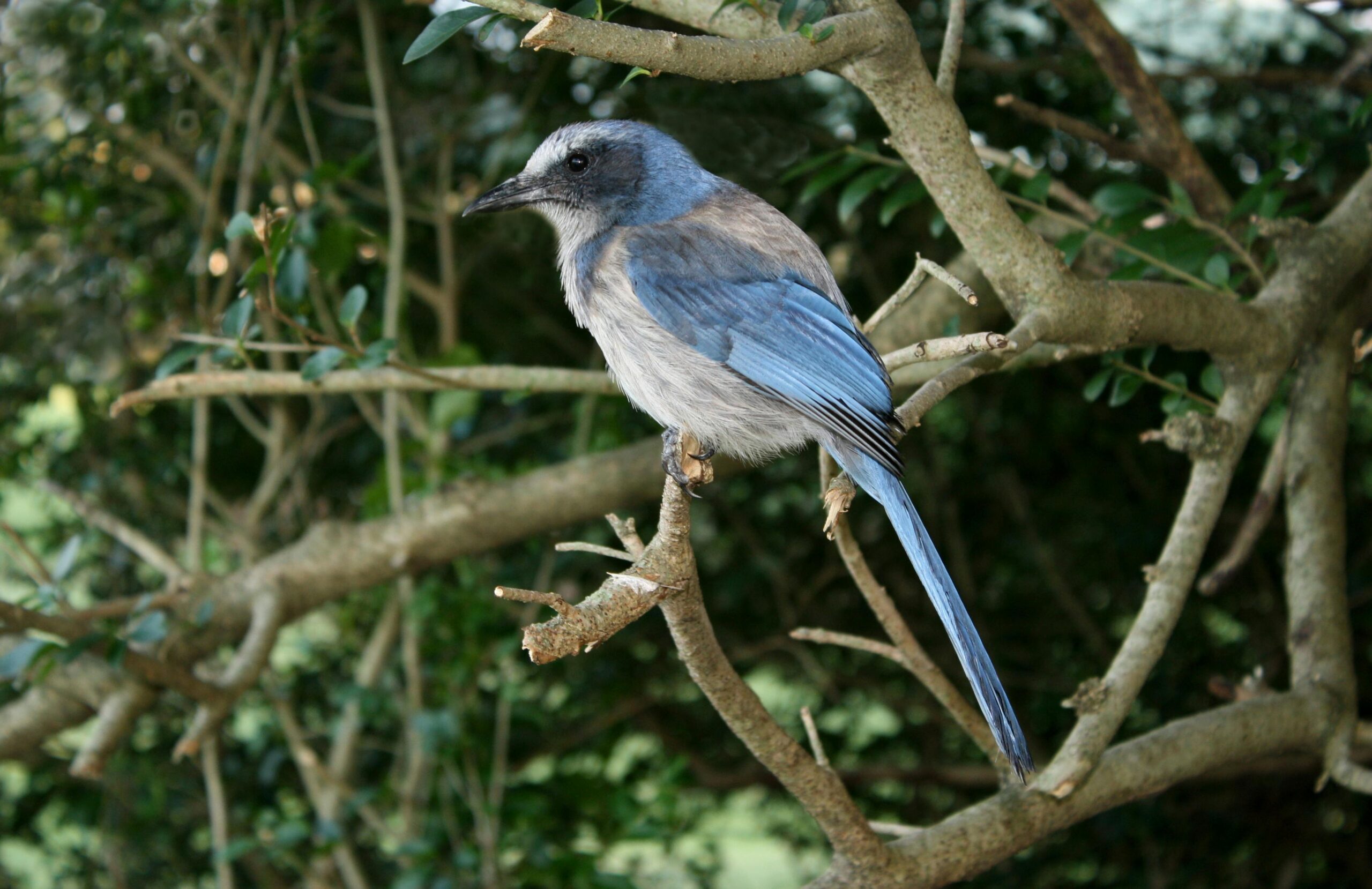 A blue and gray bird perches on a branch.