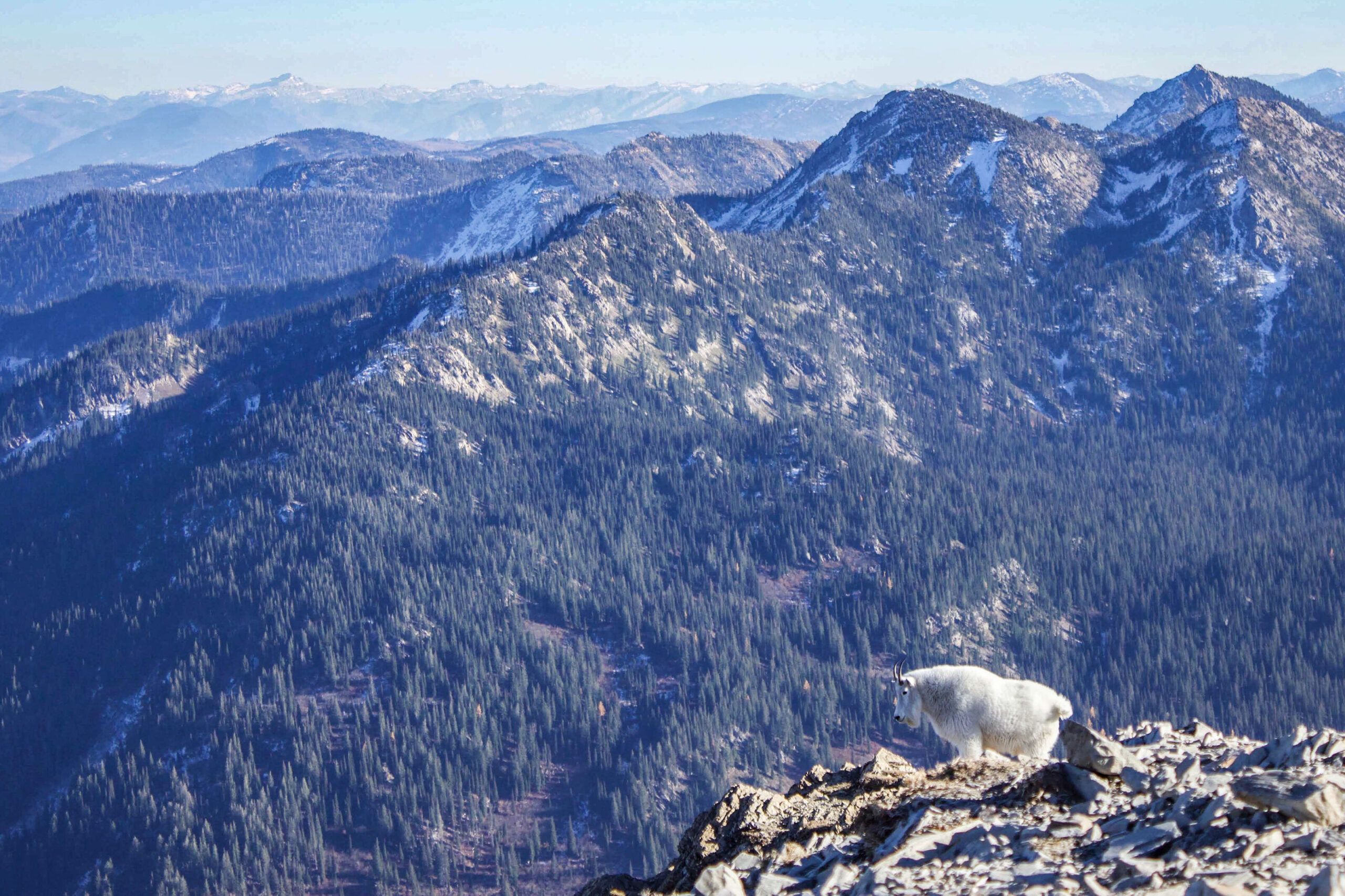 A mountain goat on top of the 7,510-foot summit of Mount Aeneas