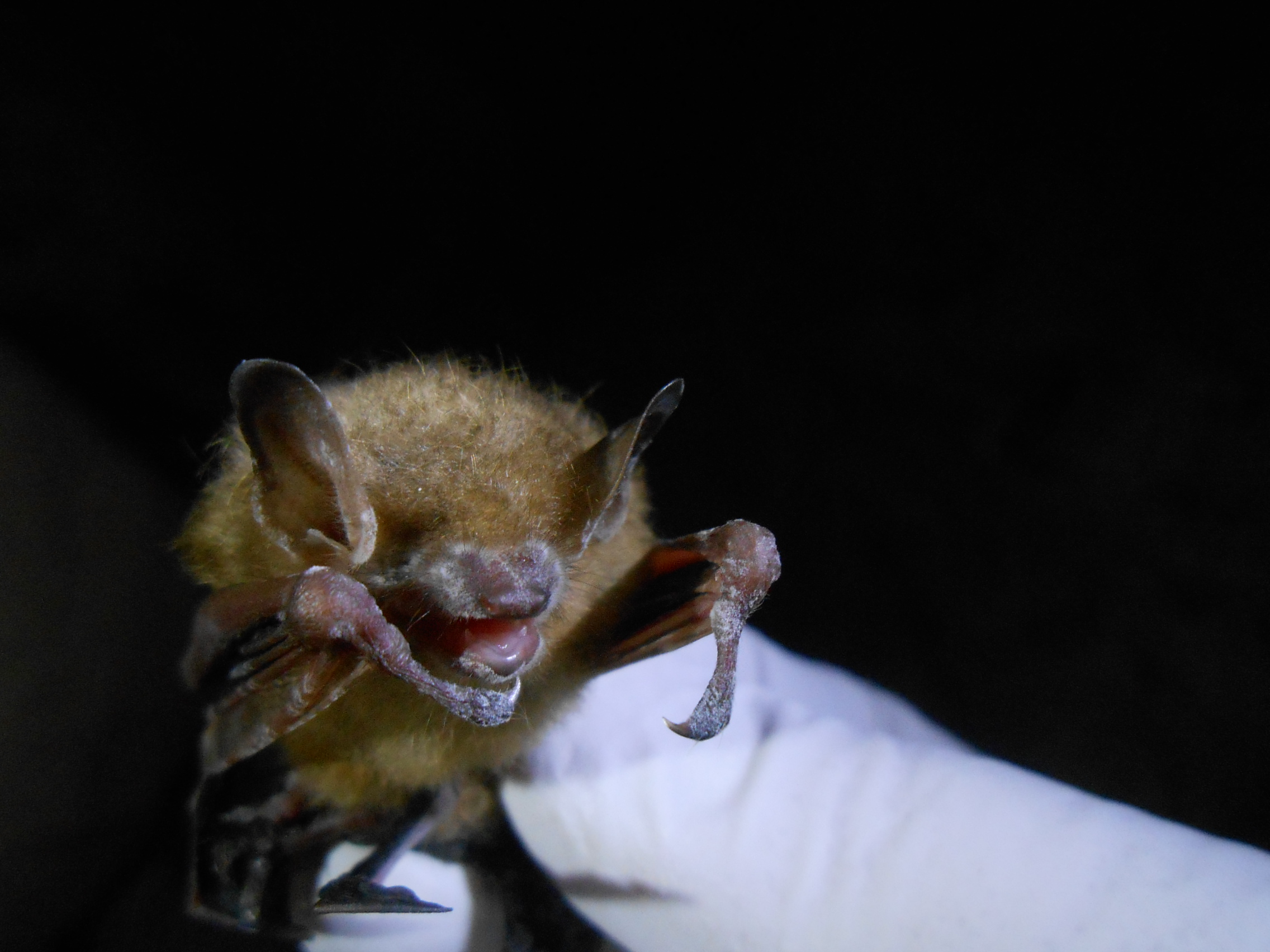 White fuzz is visible on a small, furry, light brown bat's nose, wings and ears. It is being held by a biologist wearing a glove.