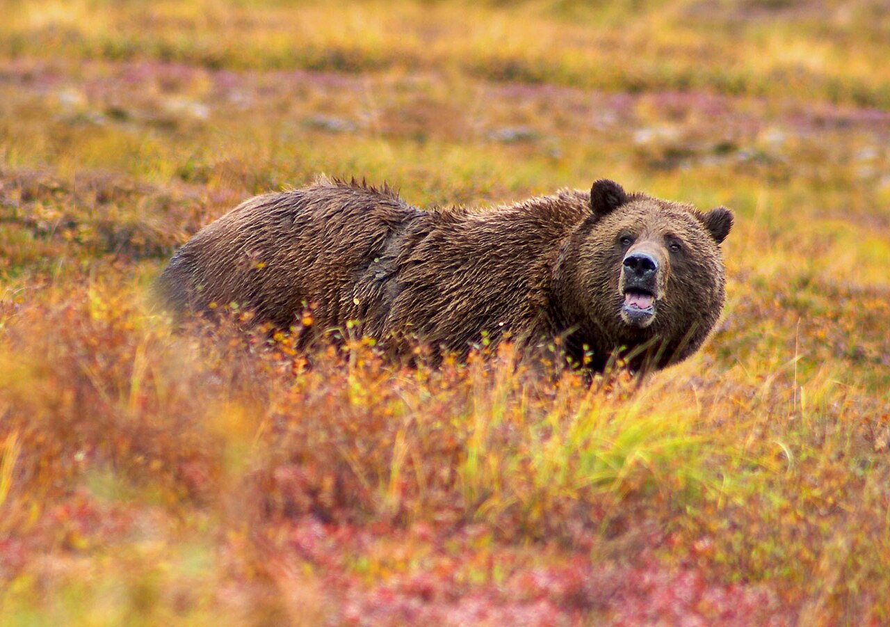 A grizzly bear in the autumn grasses of Denali National Park.
